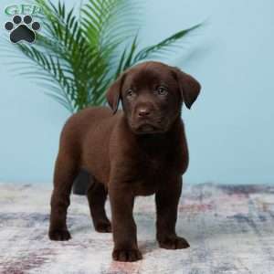 Bouncer, Chocolate Labrador Retriever Puppy